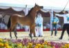 “أميرة المكتوب” تلفت الأنظار في اليوم الثاني لبطولة الظفرة للخيول العربية