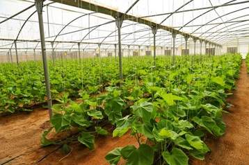 الزراعة المنزلية في دولة الإمارات العربية المتحدة المبادرات المجتمعية تعزز الاستدامة والاكتفاء الذاتي الغذائي