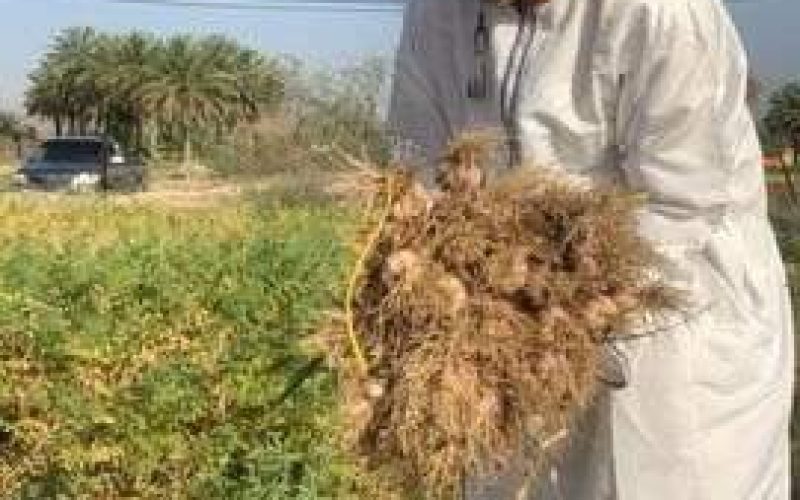 البحوث الزراعية تنجح في رفع الإنتاج المحلي من الثوم إلى 16.2 طن للفدان في مزرعة بمحافظة بهلاء