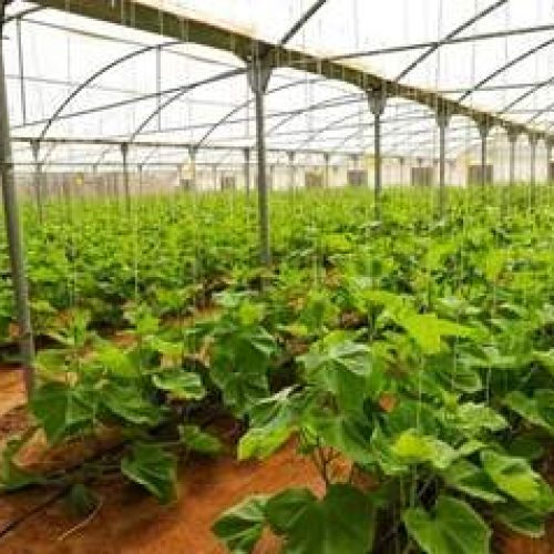 الزراعة المنزلية في دولة الإمارات العربية المتحدة المبادرات المجتمعية تعزز الاستدامة والاكتفاء الذاتي الغذائي