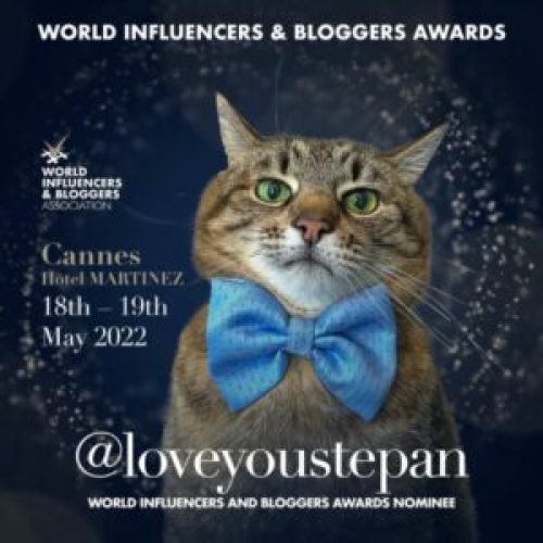 290.000 أثيرت في 3 أيام! تم ترشيح قطة أوكرانية مشهورة على الإنترنت لجائزة World Influencer and Blogger Award