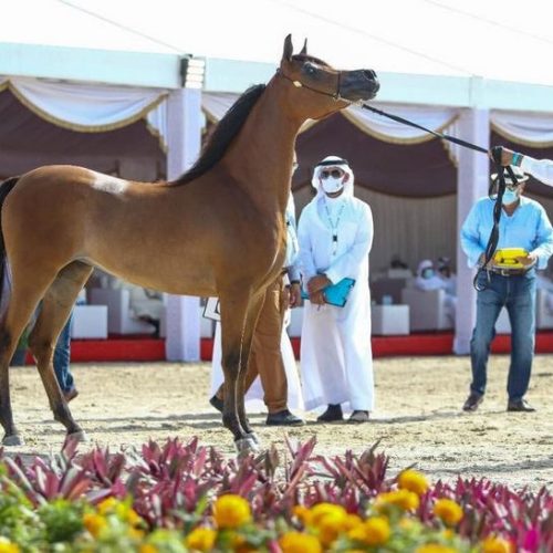 “أميرة المكتوب” تلفت الأنظار في اليوم الثاني لبطولة الظفرة للخيول العربية